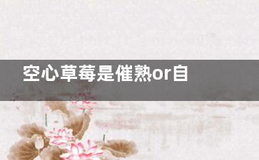 空心草莓是催熟or自然现象？ 草莓长这样你敢吃吗,空心草莓是催熟or自然吗